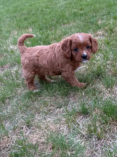 3 cavapoo puppies looking for a family to love and give love Theses 3 are all very out going sweetie...