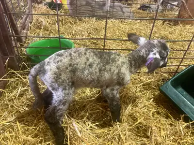 Bottle Lambs, View more