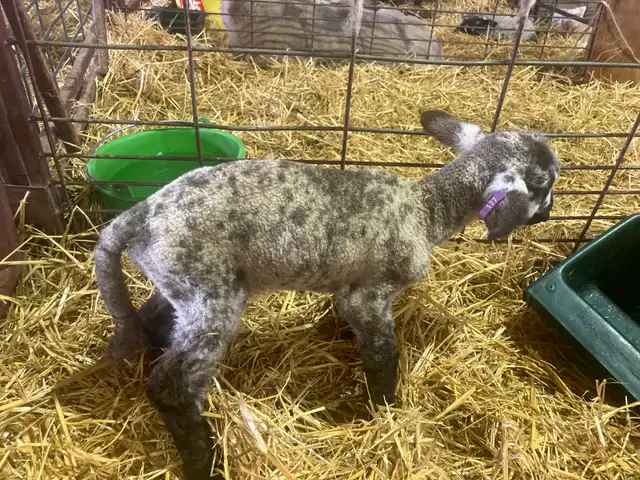 Bottle Lambs in Livestock in Lethbridge - Image 2