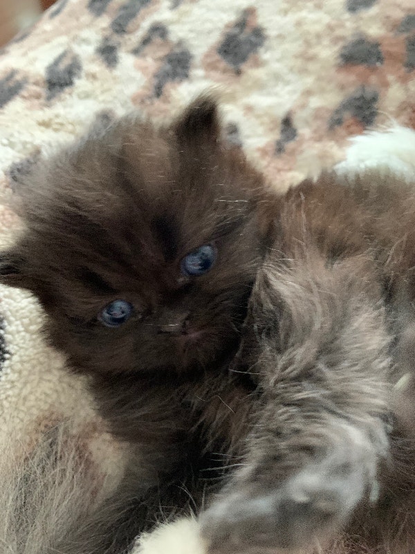 Persian kitten Cats & Kittens for Rehoming Ottawa Kijiji