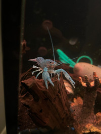 Blue Electric Crayfish