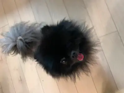 Pomeranian 1 year old, View more