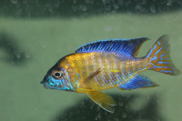 African Cichlid Blue Neon for sale