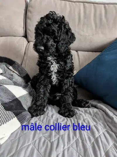 Caniche pure race à vendre, View more
