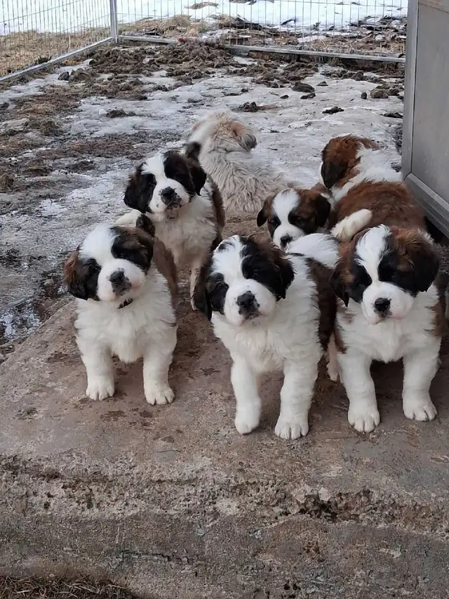 BEAUTIFUL SAINT BERNARD PUPPIES in Dogs & Puppies for Rehoming in Moncton - Image 2