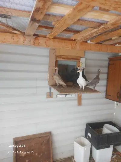 English Pigeons for Sale – Healthy & Strong Birds, View more