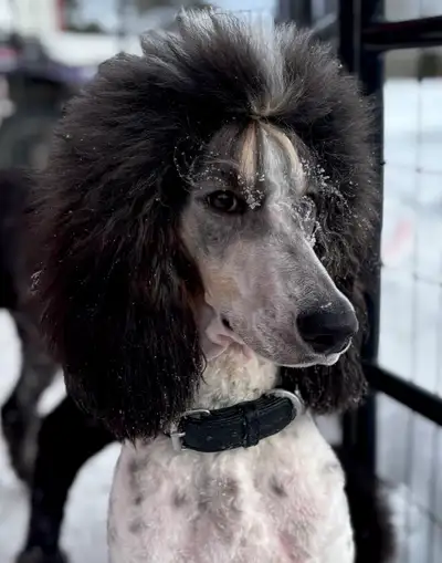 CKC Registered Standard Poodle Pups- Prairie Belle Poodles, View more