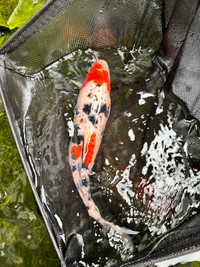 Beautiful Koi for rehoming