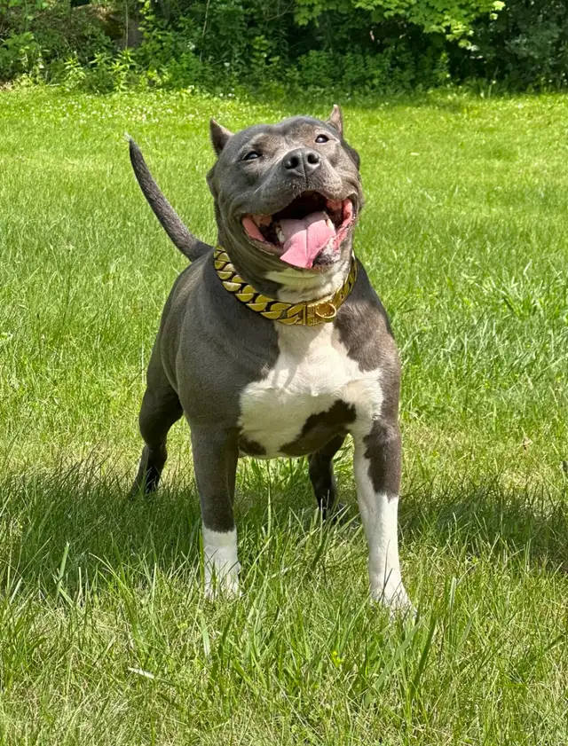 Adopt VIDA!! Sweet Blue Classic UKC Adult - Family Companion in Dogs & Puppies for Rehoming in Mississauga / Peel Region - Image 3
