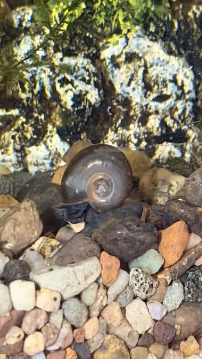 Ramshorn Snail, View more