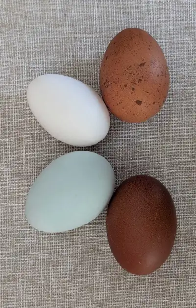Olive Egger hatching eggs, View more