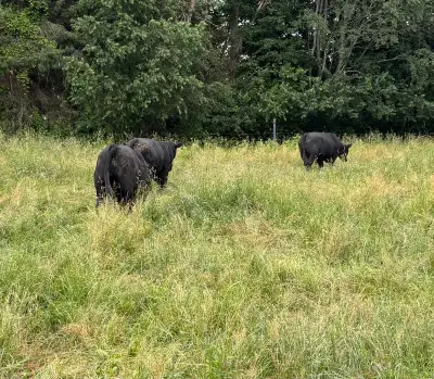 BULLS FOR SALE, View more