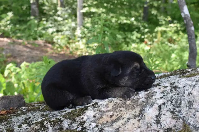 German Shepherd Puppies in Dogs & Puppies for Rehoming in Oakville / Halton Region - Image 9