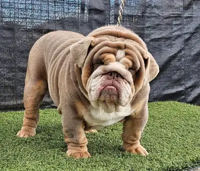 English & French Bulldogs , bouledogues exotiques, View more