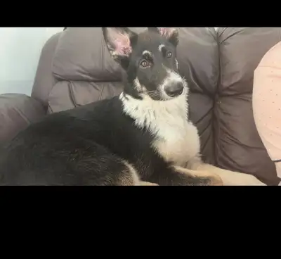 FEMALE DOG FOR REHOMING, View more