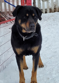 Adopt  Dona  a  Rottweiler cross *Obedience trained