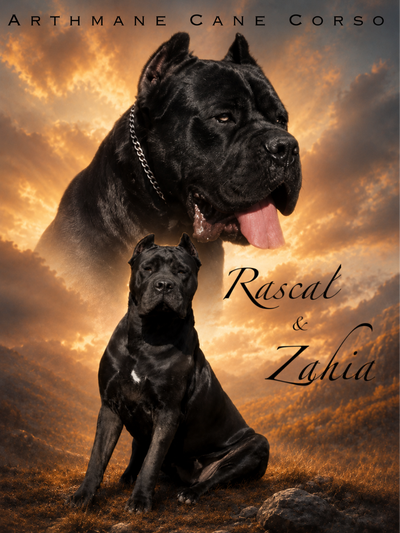 Chiots Cane Corso enregistrés, View more