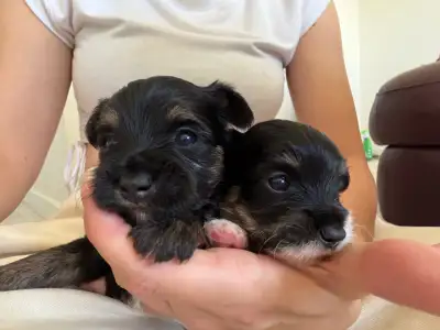 Yorkie Pomeranian Puppy’s, View more
