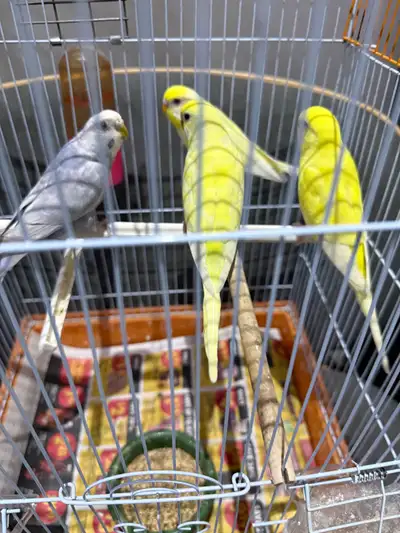 YOUNG BUDGIES , View more