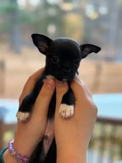 Merveilleux bébés Chihuahuas, View more