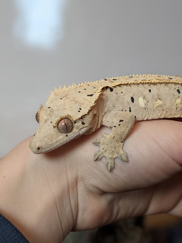 Crested Gecko female in Reptiles & Amphibians for Rehoming in North Bay