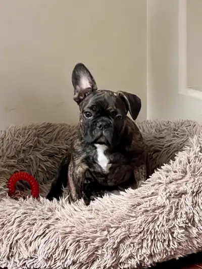 French Bulldog  puppy *Only one available*, View more