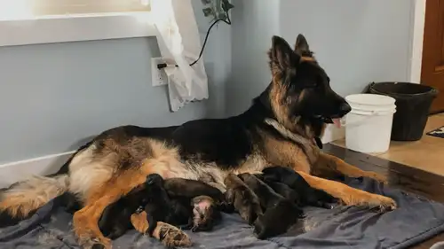 *Rare Giant-Breed Livestock Guardian Puppies Are Ready For New Homes NOW!* (Puppies are 10 weeks old...