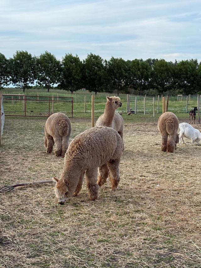 alpaca male intact in Livestock in Red Deer