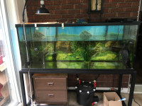120 gallon aquarium tank with stand  Fluval FX4 filter and more