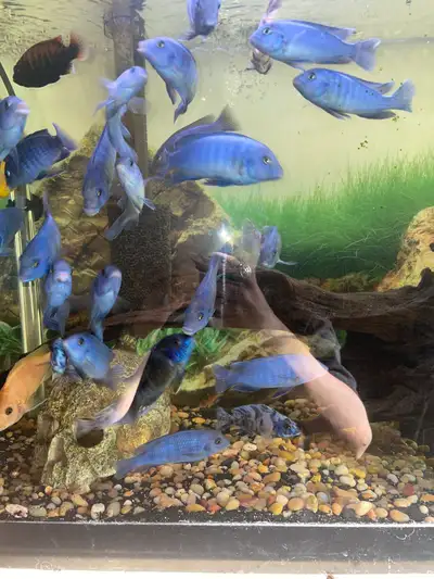 African cichlids, View more