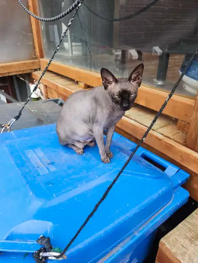 chatte sphynx adulte degriffé, View more