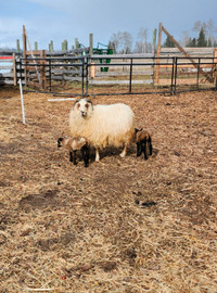 Icelandic ewe with lambs