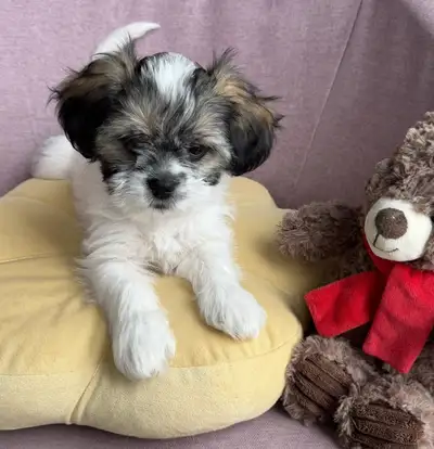 Adorable White and Black Malshi Puppy Available!, View more