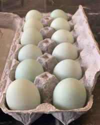 Free range runner duck eggs