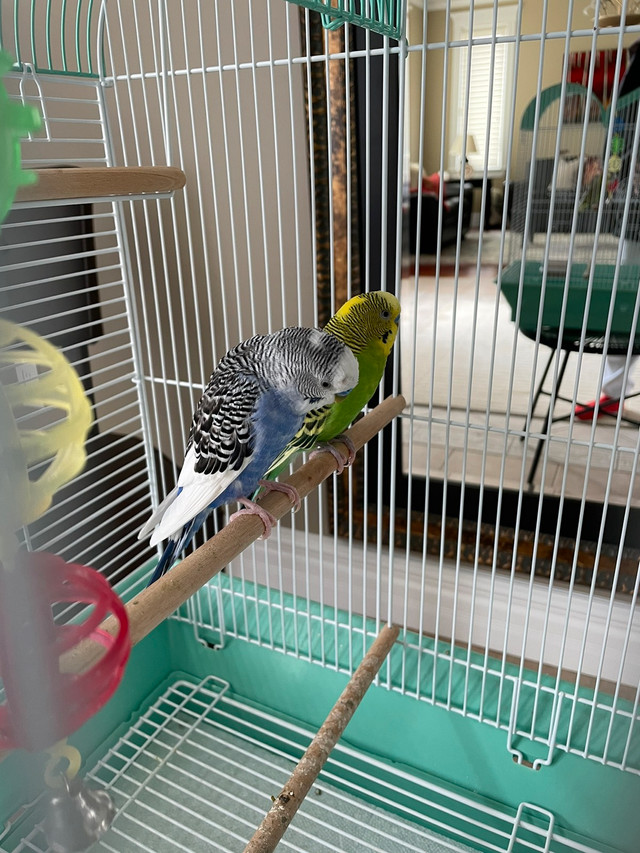 Birds and cage for sale  in Birds for Rehoming in Bedford - Image 4