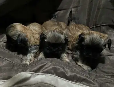 Shih Tzu puppies , View more