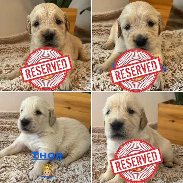 Chiots Golden retrievers PURE RACE in Dogs & Puppies for Rehoming in Laval / North Shore - Image 5