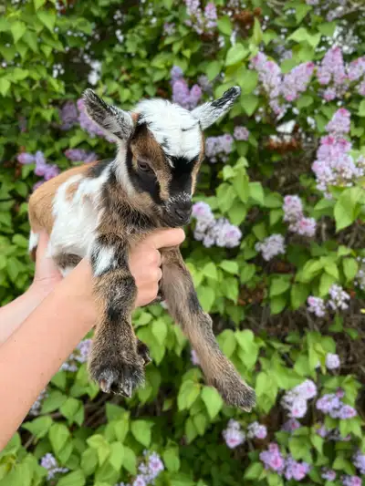 REGISTERED NIGERIAN DWARF GOATS, View more