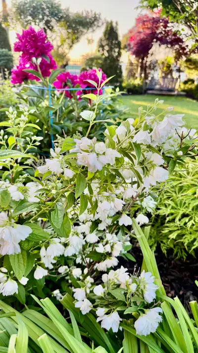 Mockorange Philadelphus/ Canadian Jasmine , View more