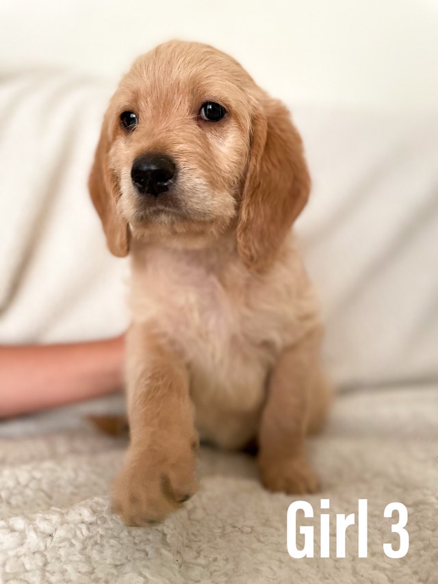 700 THIS WEEK ONLY Hypoallergenic Double Doodle Puppies Dogs