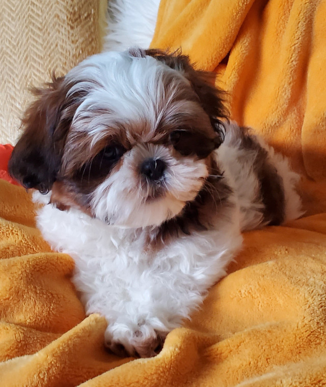 ShihTzu puppies to be rehomed in Dogs & Puppies for Rehoming in New Glasgow