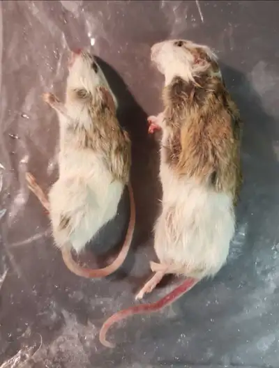 Feeders: Frozen & Live Rodents Cambridge, View more