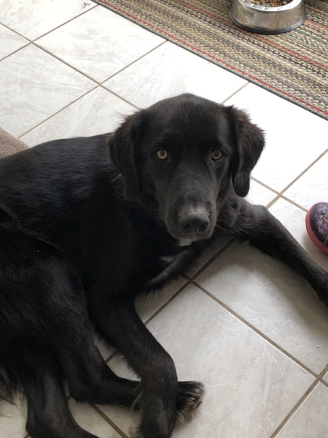 Dog sitter/boarding Animal & Pet Services City of Toronto Kijiji