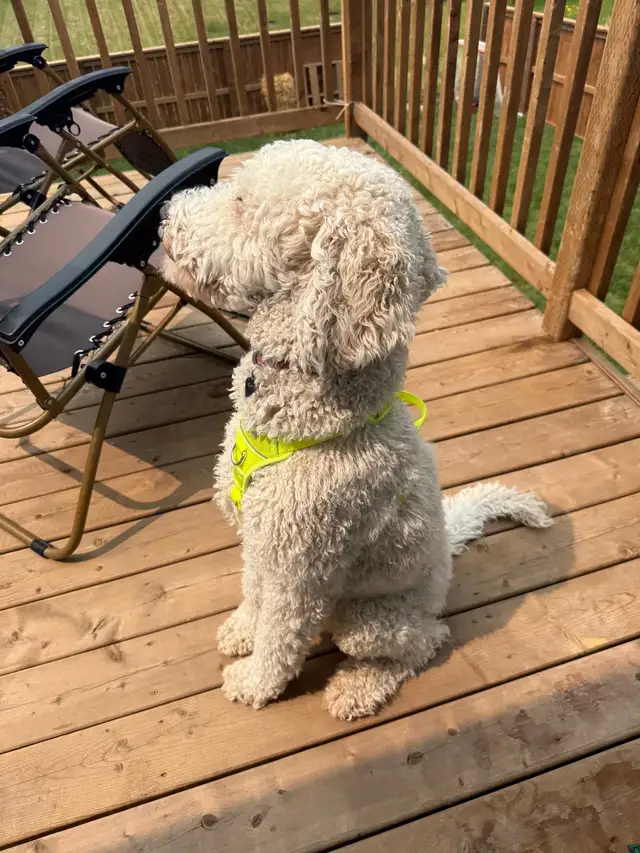 Beautiful standard male poodle, one year old, in tact in Dogs & Puppies for Rehoming in Winnipeg - Image 4