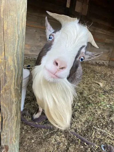 Proven, Friendly Blue eyed Nigerian dwarf buck and his sweetie sidekick Jeffery. This guy throws gor...