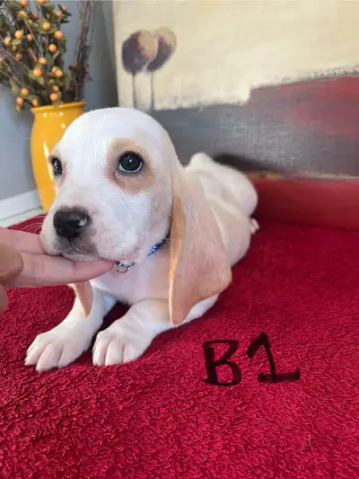 Basset Hound Pups Pure Bred, View more