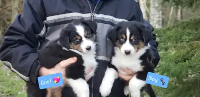 Beautiful Australian Shepherd Puppies * Blue Eyes Available *, View more