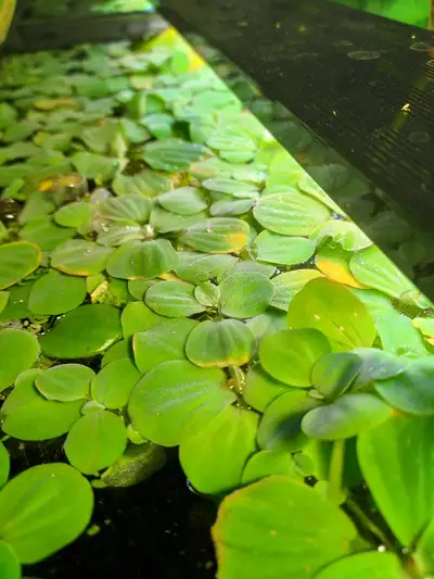 Water Lettuce live aquarium plant, View more