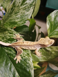 Baby gecko