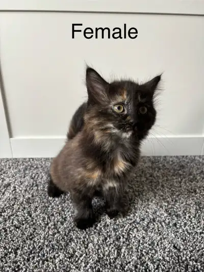 Adorable Kittens!, View more